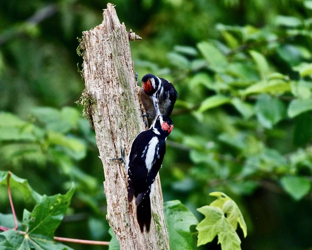 Hairy Woodpecker male..... by jerrygabby1 is licensed under CC BY-NC 2.0